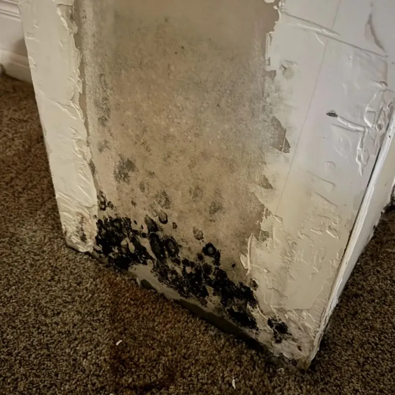 Professional Mold Removal in Cherry Valley, IL